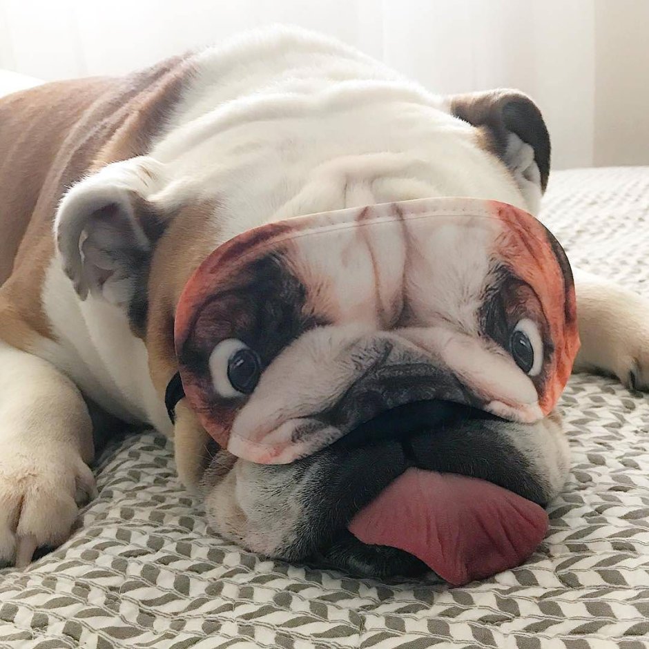 Смешной английский бульдог