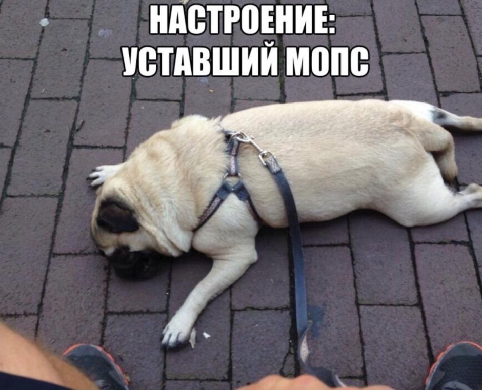 Мопс устал