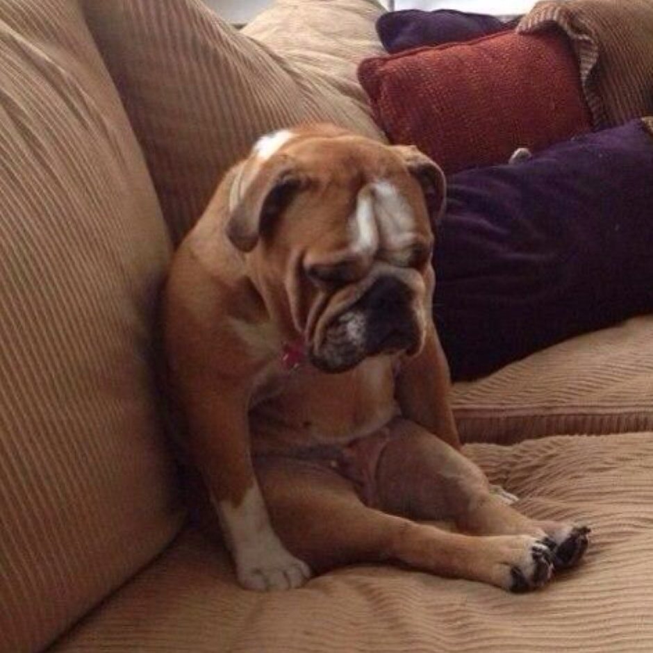 Грустная собака сидит