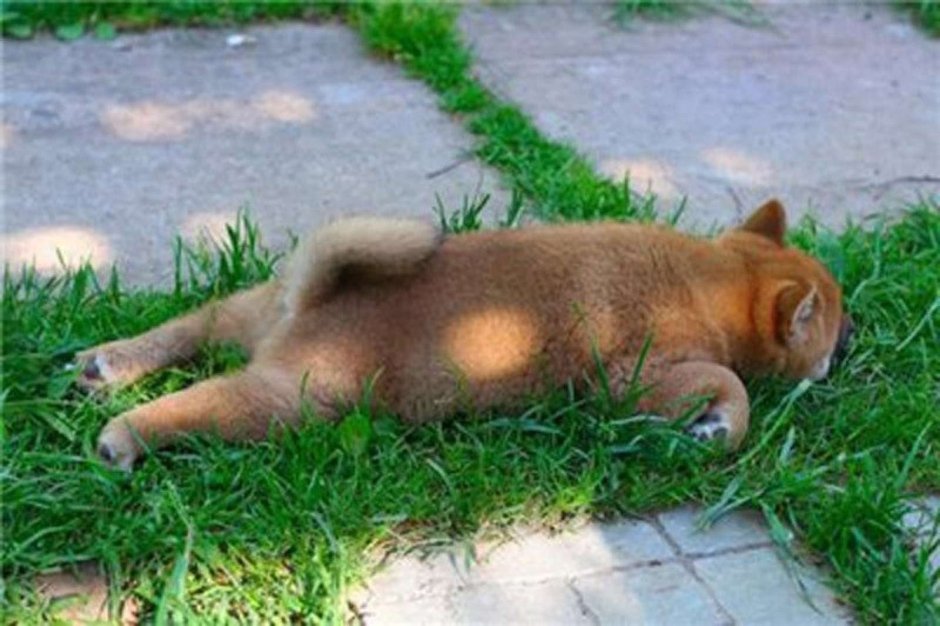 Уставший щенок