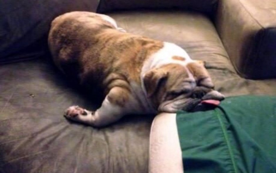 Усталость животные