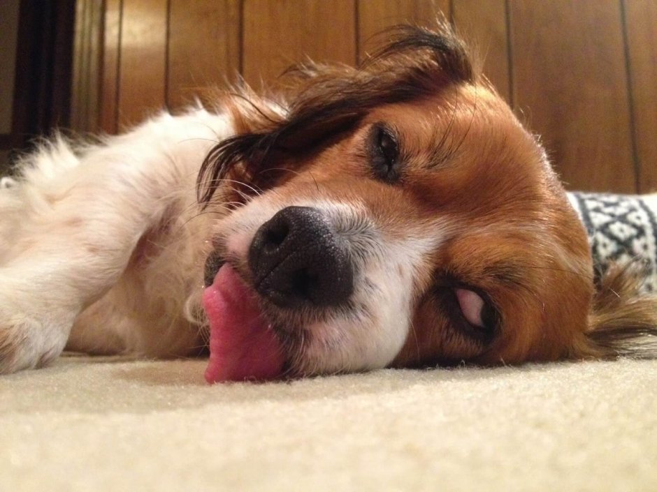 Сонный песик