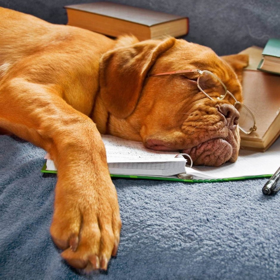 Уставшая собака