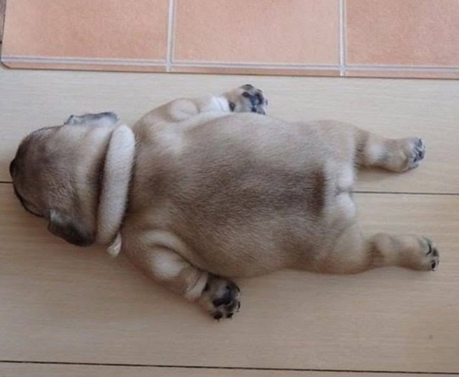 Уставшие животные прикольные