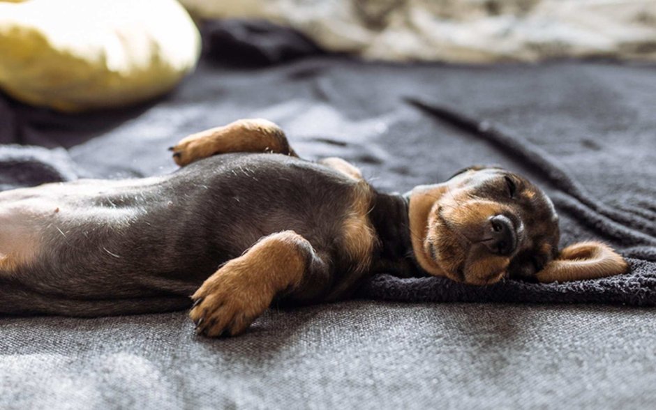 Собака развалилась на диване