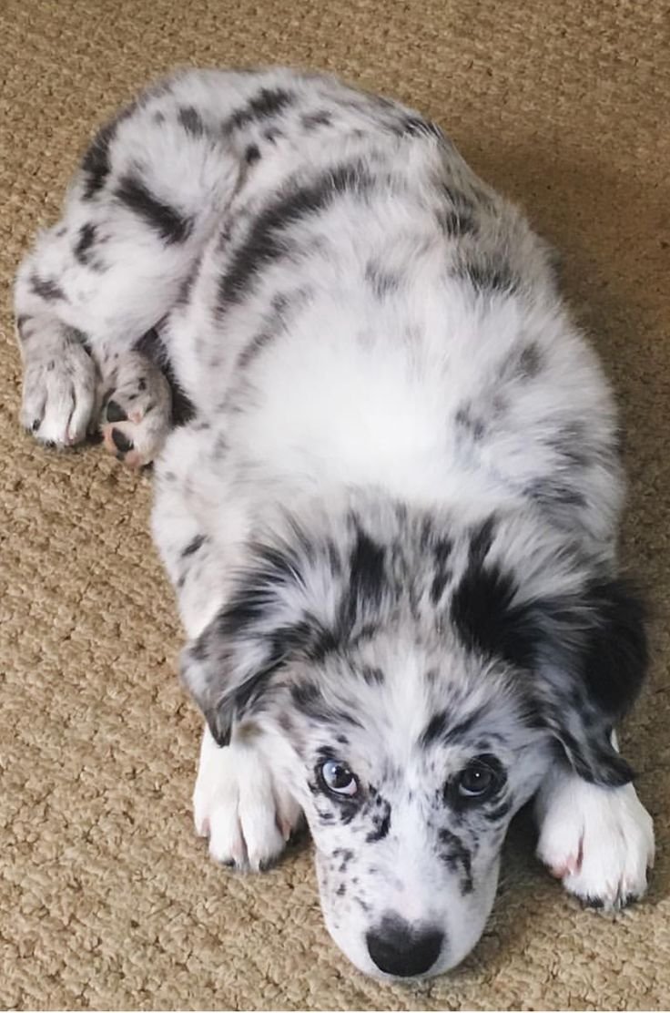 Аусси окрас Мерль