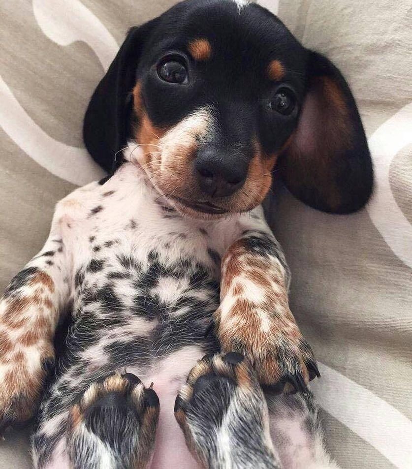 Такса далматинец