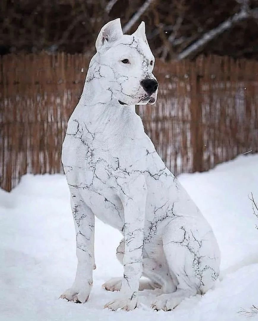 Аусси австралийская овчарка