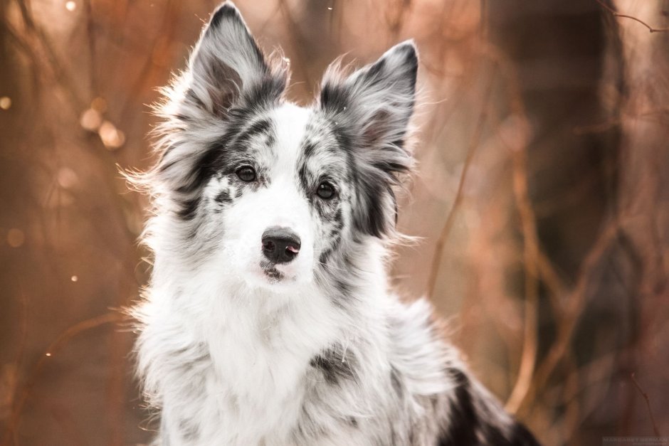 Бордер колли Мерль