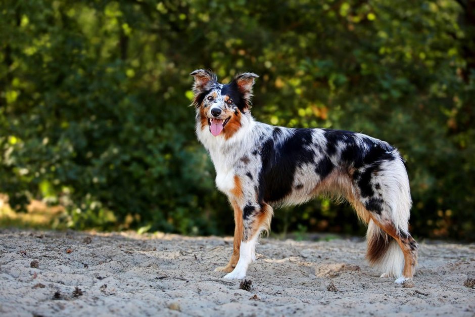 Бордер колли мрамор