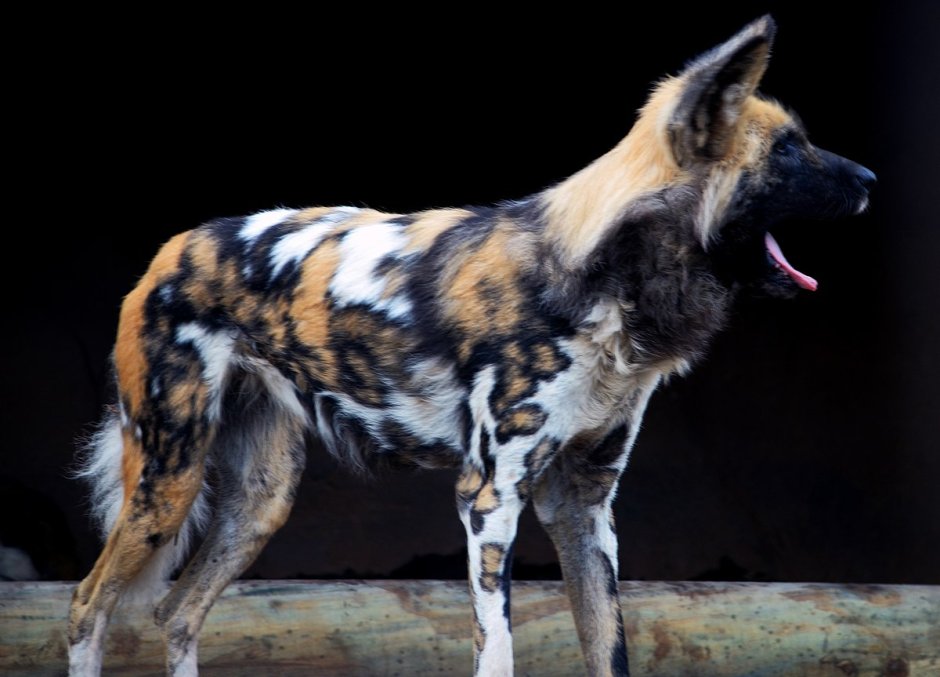 Гиеновая собака окрас