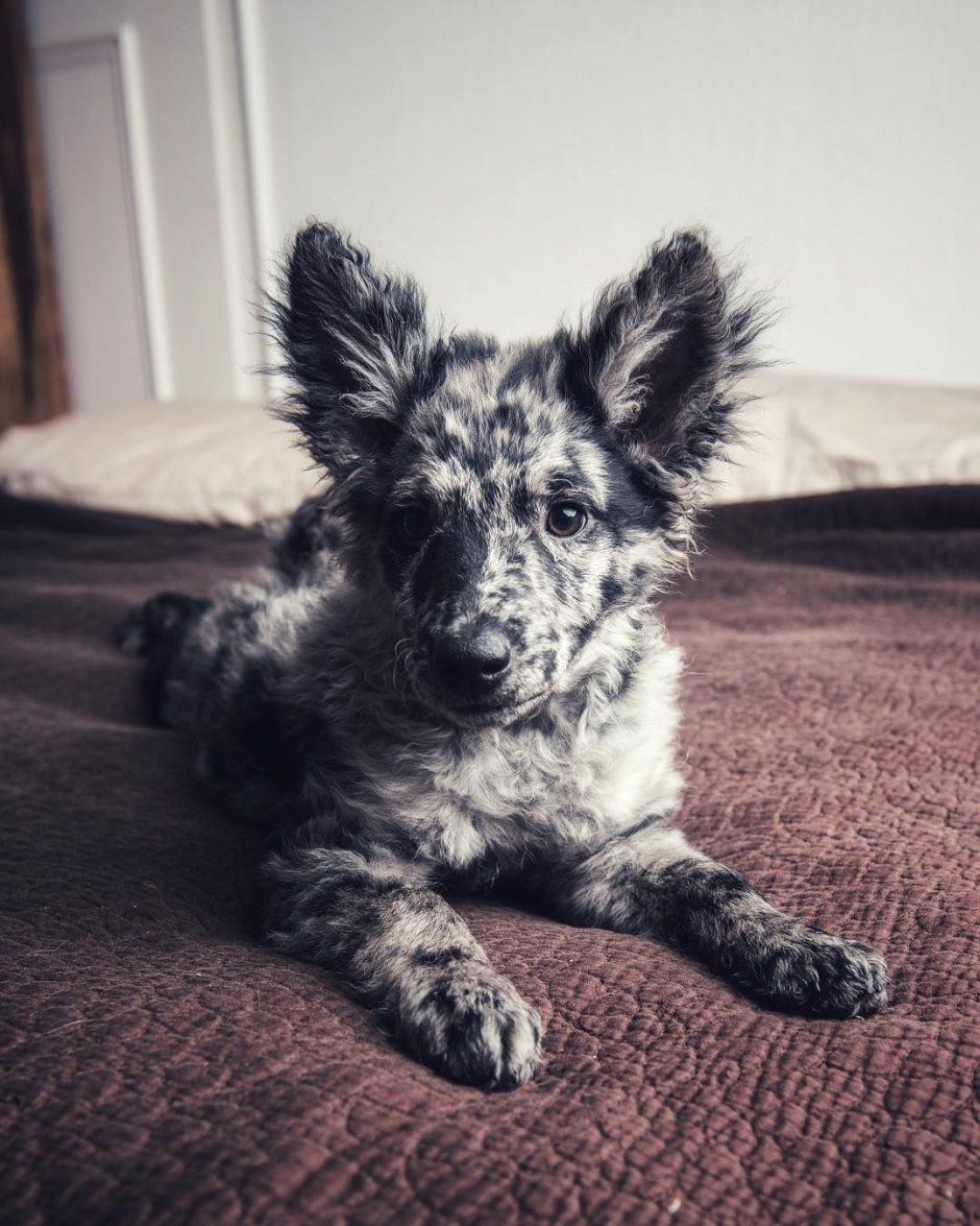 Mudi порода собак