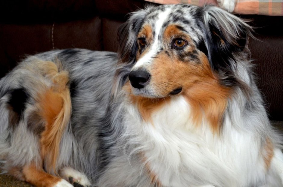 Аусси голубой Мерль