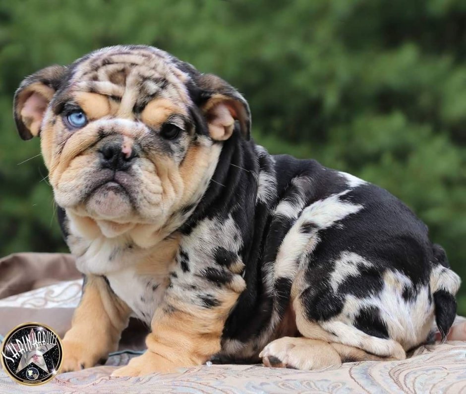 Бенгальский бульдог