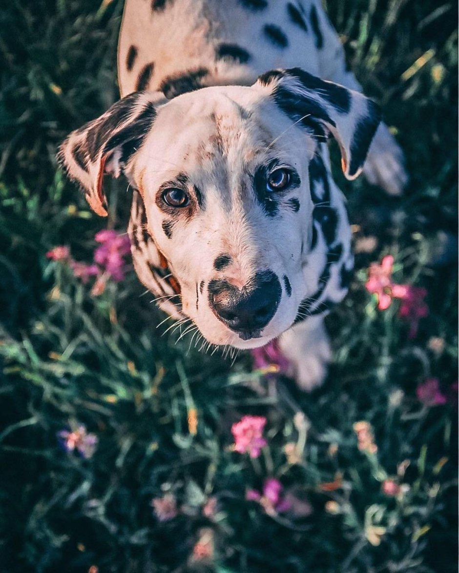 Амстафф далматинец