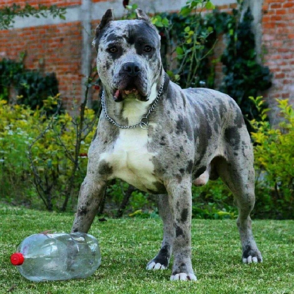 Стаффордширский терьер Мерль