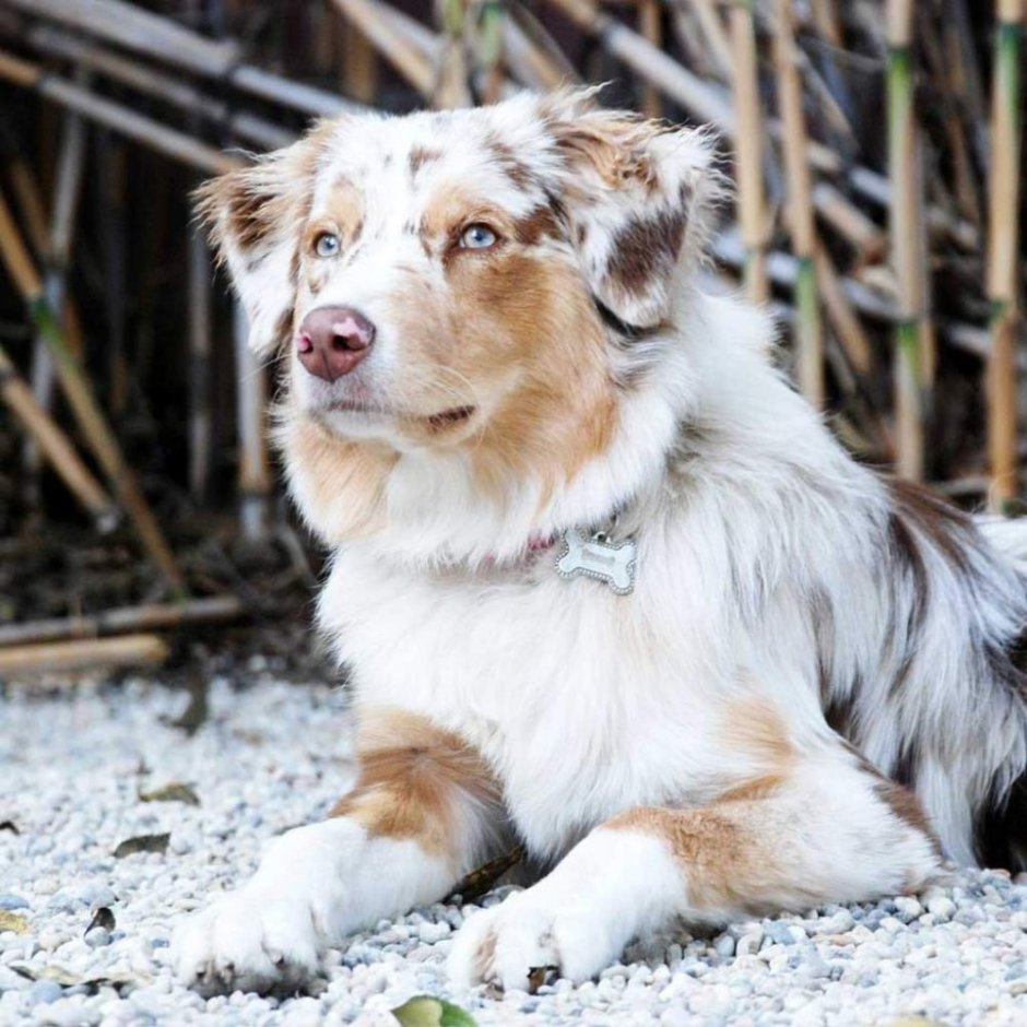 Мраморная аусси австралийская овчарка