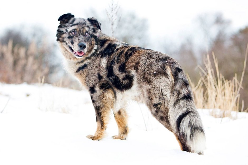 Аусси и бордер метис