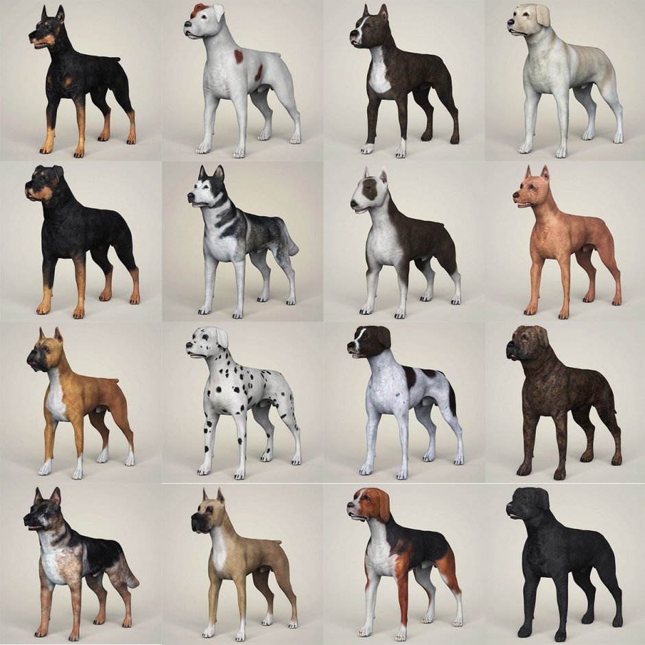 Макеты собак разных пород