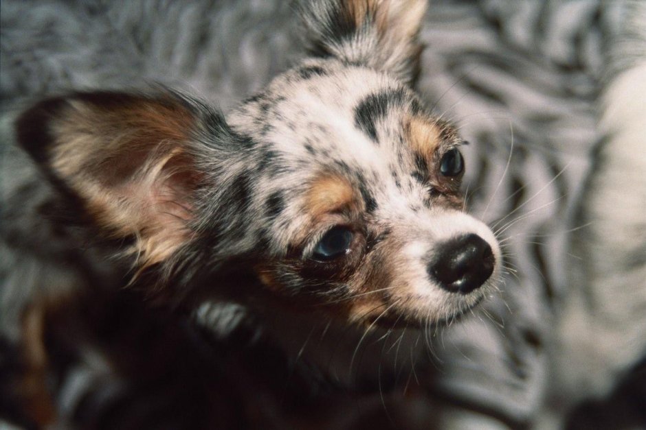 Чихуахуа Блю Мерль