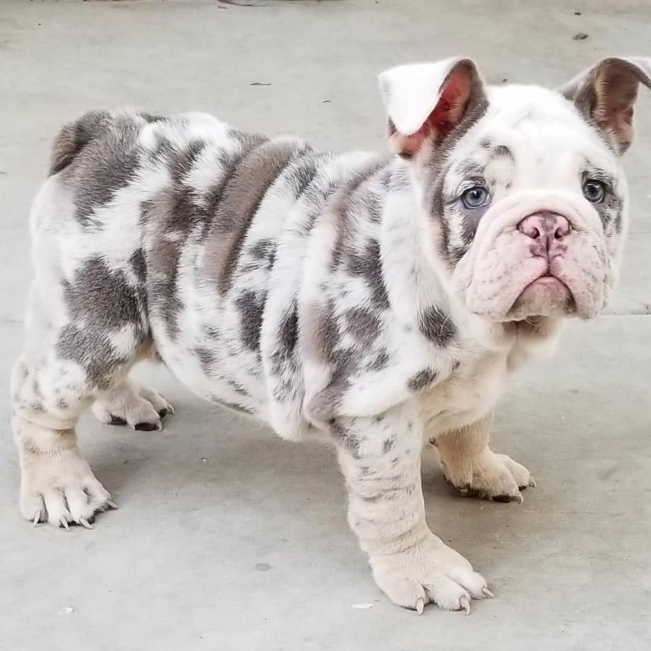 Американский бульдог Мерль