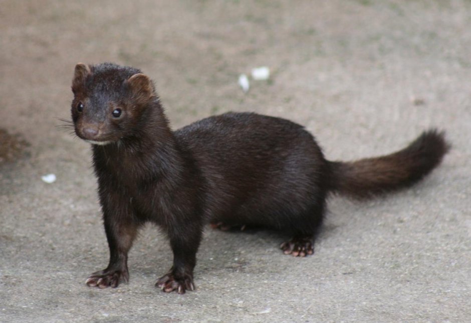 Американская норка (Mustela Vison)