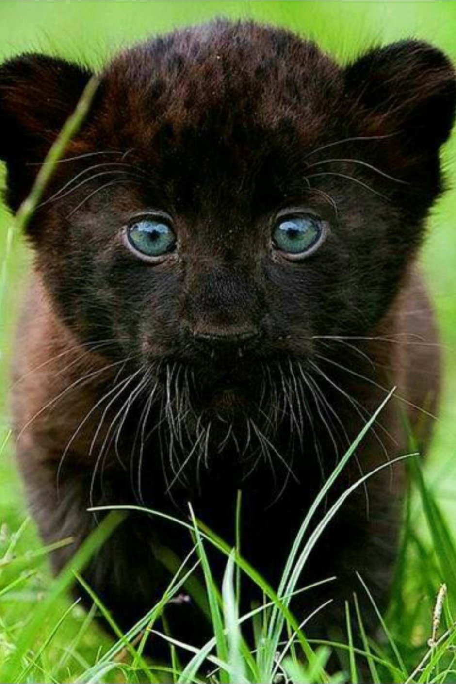 Mustela lutreola норка