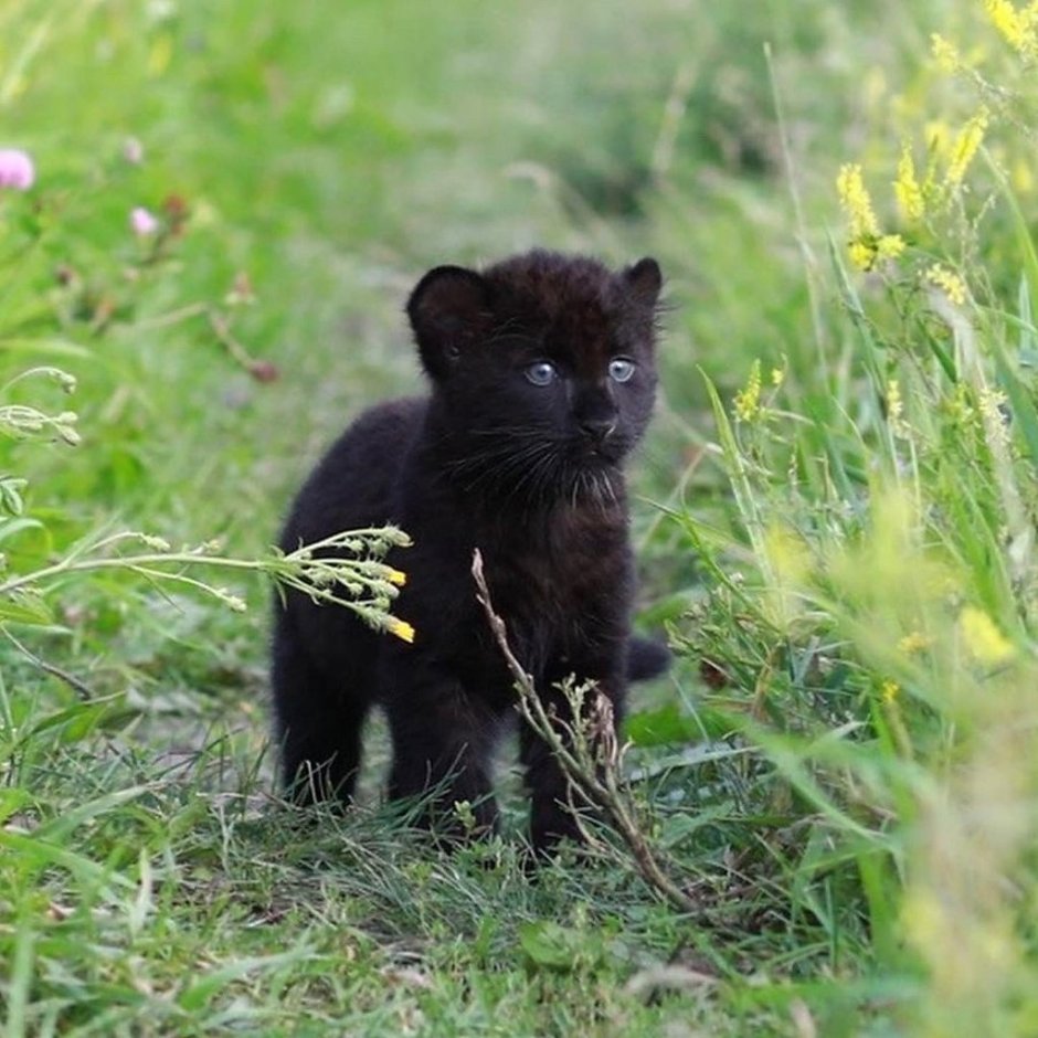 Кореллианская Песчаная пантера