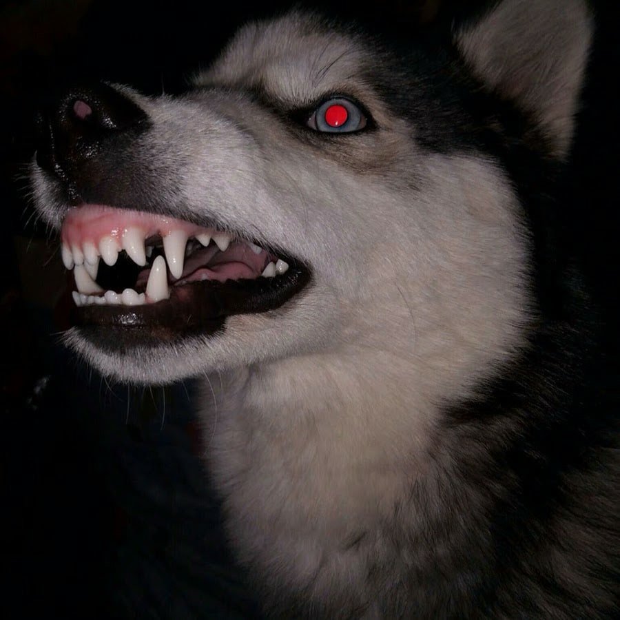 Сибирская хаски оскал