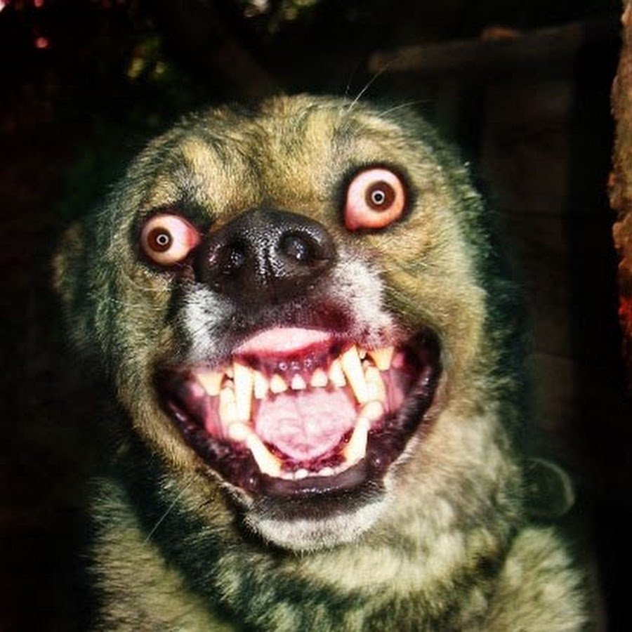 Упоротая овчарка