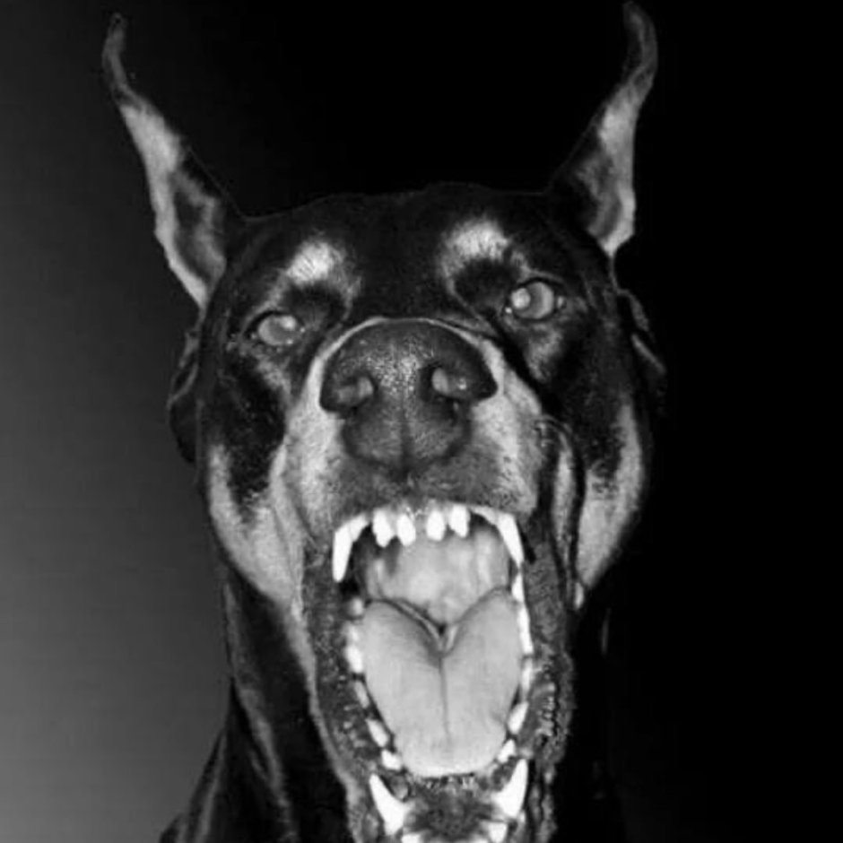 Доберман-пинчер оскал