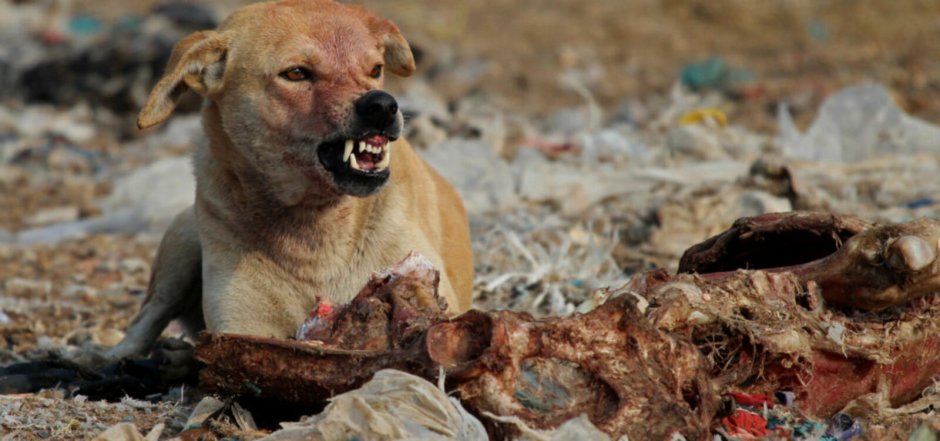 Одичавшие собаки