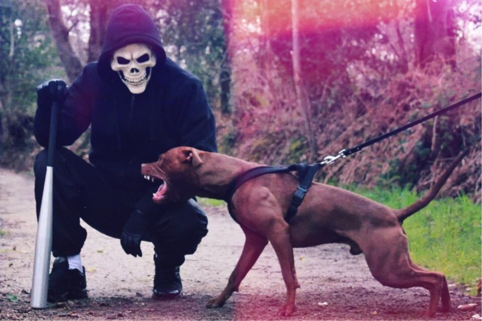 Человек в маске собаки