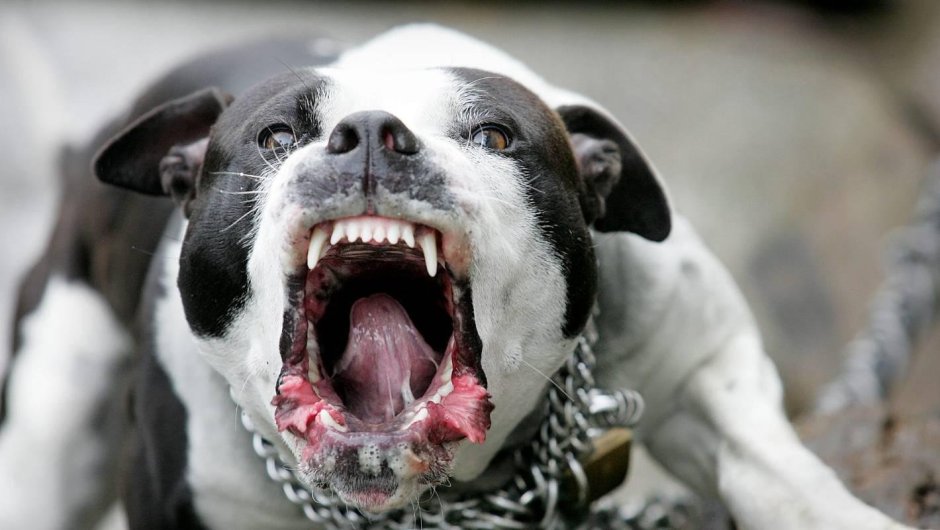 Стаффордширский терьер лает