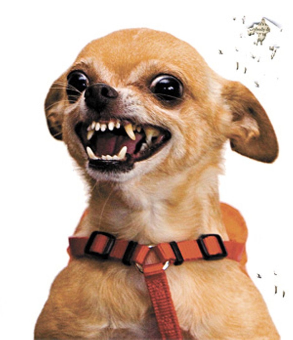 Рычание чихуахуа