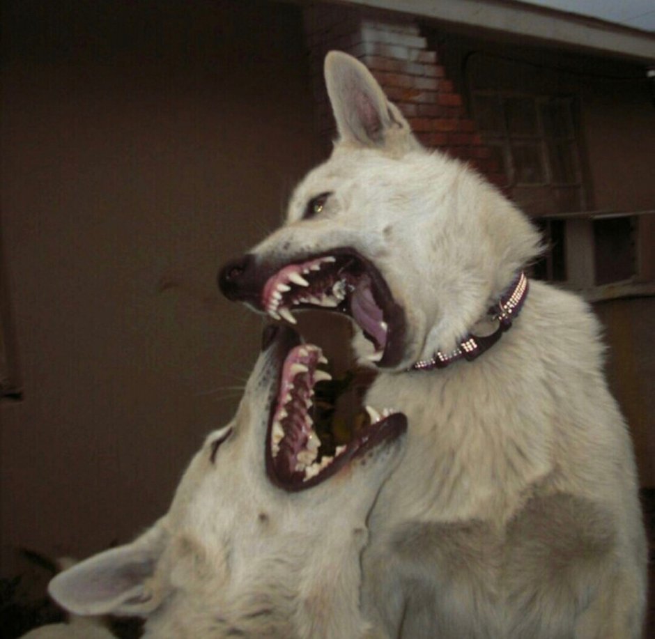 Собачий оскал Эстетика