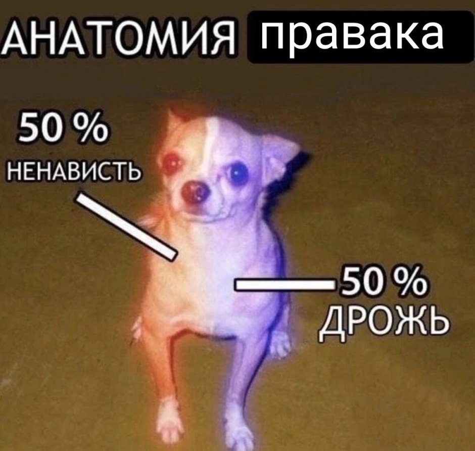 Чихуахуа 50% ненависти 50% дрожи