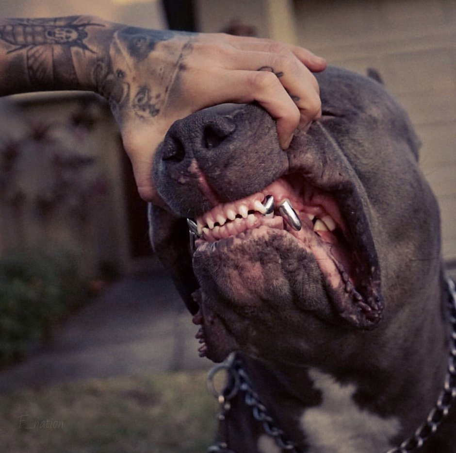 Американский стаффордширский терьер оскал