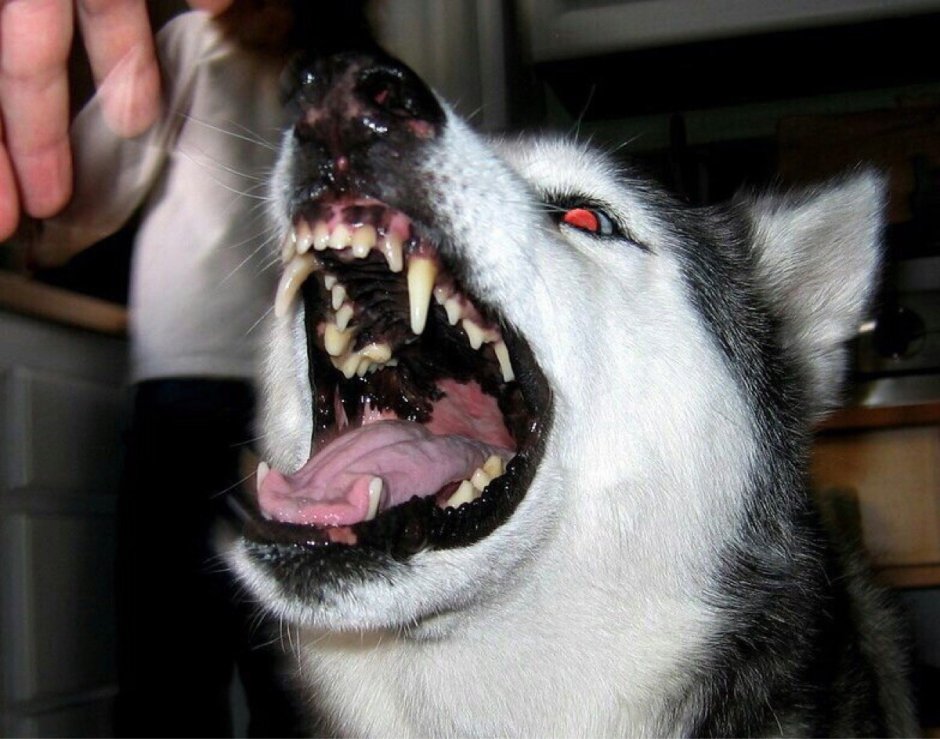 Хаски оскал