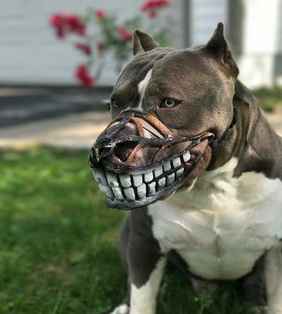 Стаффордширский бультерьер оскал