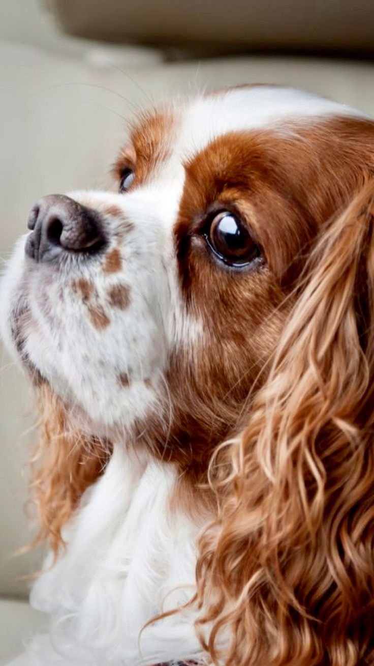 Кокер спаниель кавалер