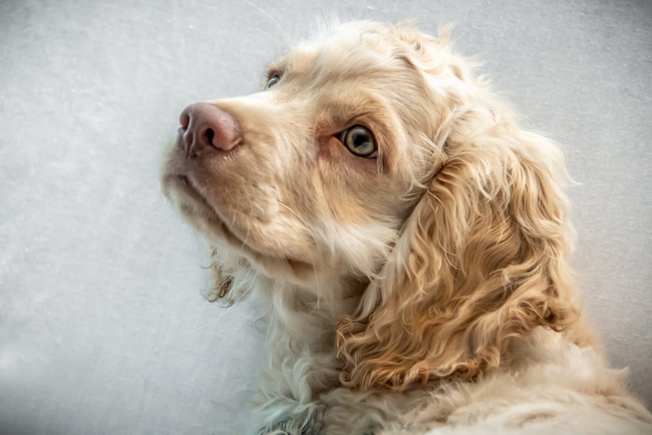 Золотистый кокер спаниель