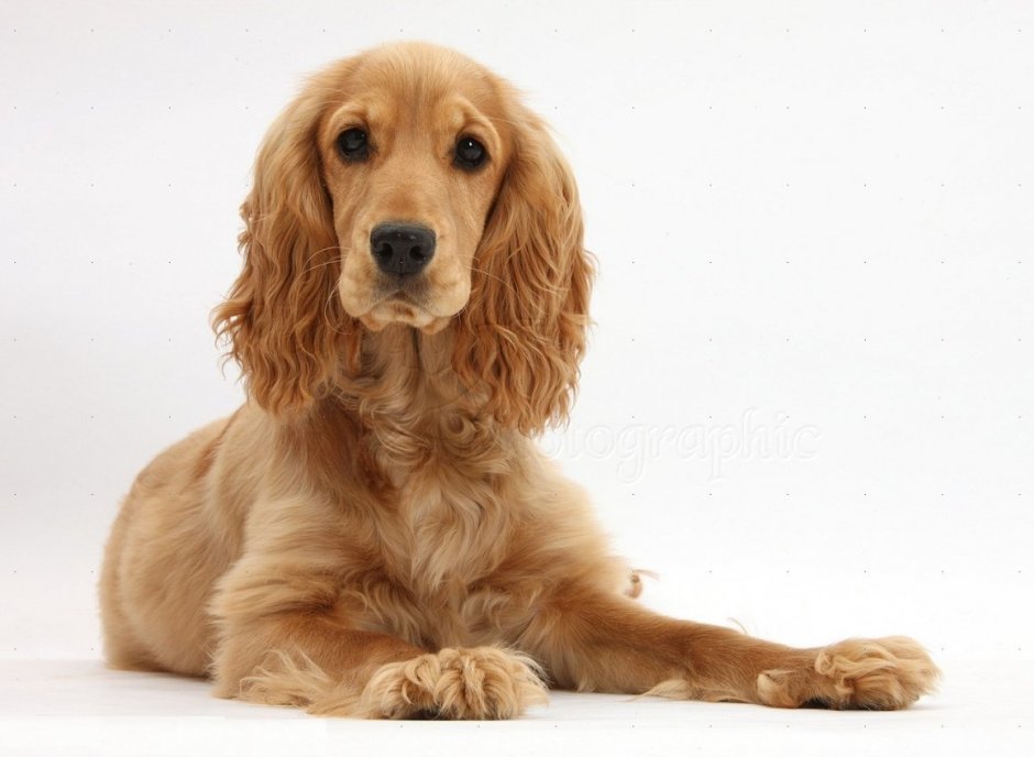 Собака кокер спаниель белый