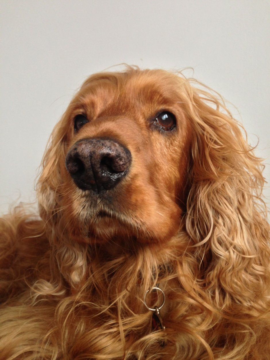 Кокер спаниель длинношерстный