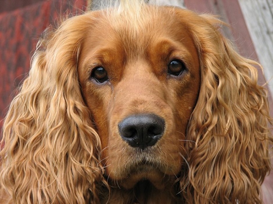 Английский кокер-спаниель