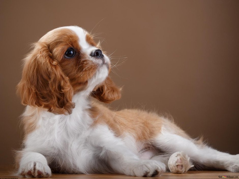 Кокер Чарльз Кинг спаниель