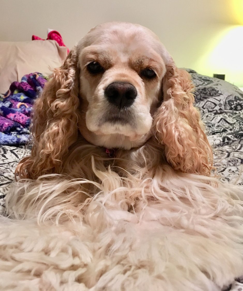 Американский кокер спаниель