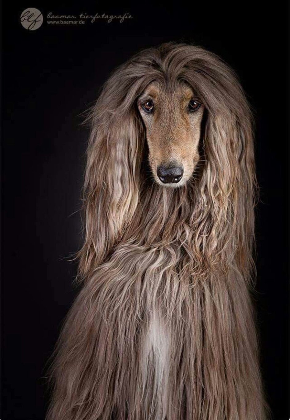 Афганская борзая и салюки