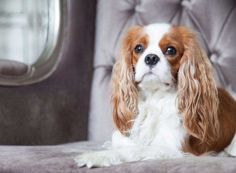 Кавалер Кинг Чарльз