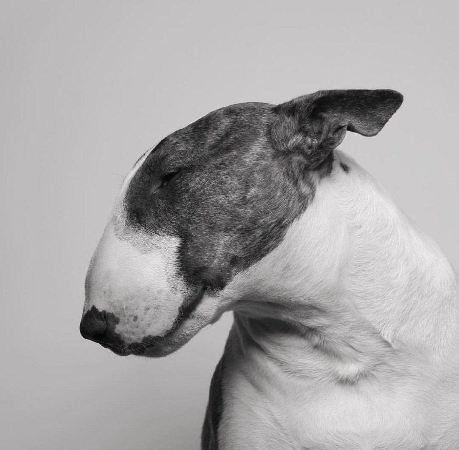 Бультерьер Brindle